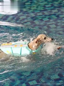 HamshMoc Pet Floatation Device Quick Dry Material Handle Design Strong D Ring Swimming