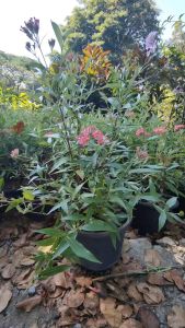 ชมพูนุช กระถาง 11 นิ้ว ไม้กระถางต้นสวยและแข็งแรง (กทม)