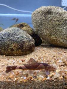Homaloptera parclitella/Red Lizard Loach/Ornamental Fish/Ray Finned Fish/Freshwater Fish