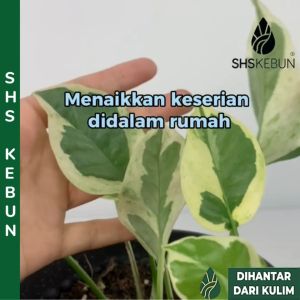 Pokok Variegated Money Plant Epipremnum N-Joy Pothos Indoor Plant Live Plant SHS Kebun