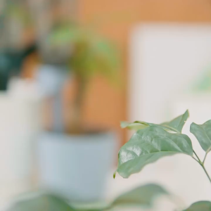 Automatic watering device lazy flower watering device automatic watering device for business trips home potted plant drip irrigation device