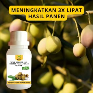 Pupuk Zaitun Cepat Berbuah / Pupuk Pelebat Buah Zaitun / Pupuk Booster Zaitun Cair