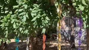 Alat Pengusir Burung Bentuk Spiral Isi 8pcs