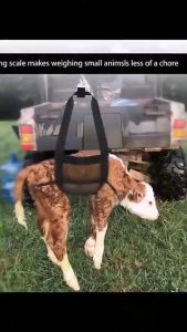 HOL 100KG Livestock Weighing Strap Calf Sling Weight Scale Sling for Goats Cattle Farm