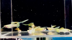 🐟Ajelis Guppy🐟Yellow Lace Top Sword Tail Guppy 黄蕾丝顶剑尾孔雀鱼 - Aquarium Ornamental Fish Ikan Hiasan 孔雀鱼 剑尾 特殊尾
