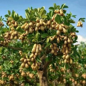 Selamat Datang Ditoko Kami Bibit Kacang Pohon Hasil Dari Okulasi Dijamin Lebih Cepat Berbuah Bisa Ditanam & Di Dipot Buat Hiasan Rumah Anda Silakan Dicekout Pemesanan Bisa COD Bayar Ditrmpat