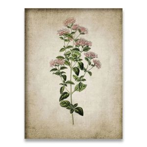 BILIBILI | Vintage Herb Art Canvas Poster And Prints  Oregano Rosemary Sage Thyme Canvas Painting Retro Wall Pictures Home Art Wall Decor