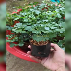 Cây Đinh Lăng Lá Tròn - Đinh lăng đồng tiền - Bầu ươm cao 20-30cm