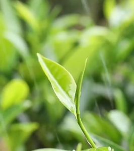 TRÀ OLONG HẢO HẠNG ALISHAN NÚI CAO ĐÀI LOAN A LÝ SƠN