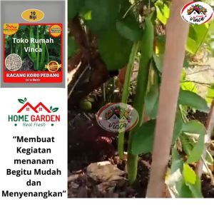 Benih Bibit Kacang Koro Pedang 10 Biji Kacang Koro Super Tahan Penyakit