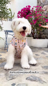 เสื้อเชิ้ตคู่ Hawaiis Calling!  เสื้อคู่สุดชิค ใส่แมตช์กับน้องๆ ต้อนรับซัมเมอร์ เฉพาะเสื้อสัตว์เลี้ยง | CLAWSET.BKK