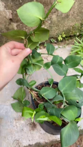 Cây Tắc Kè Thái - Bám tường - Trang trí cho cảnh quan!