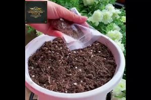 【Ready Stock/现货】Chrysanthemum Cinerariifolium Seeds 除虫菊种子