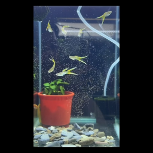 [Pair guppy] Double Sword Tail Guppy Fish / Guppy/ tropicalfish/Guppies/ikanhias