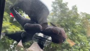 汽车无牙车顶装饰天窗公仔摩托车头盔小玩意摆件小飞龙Car toothless roof decoration sunroof doll motorcycle helmet gadgets ornaments small flying dra