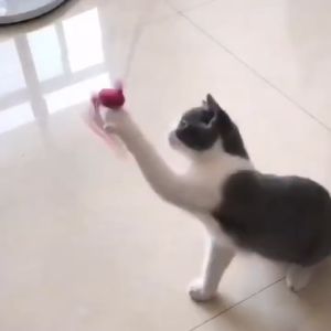 Cần câu Mèo que trêu Mèo gắn lông vũ và các con vật - Love Pets Shop