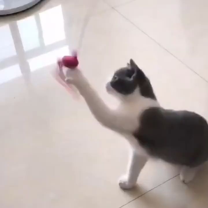 Cần câu Mèo que trêu Mèo gắn lông vũ và các con vật - Love Pets Shop