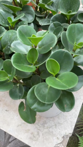 Cây trường sinh để bàn dễ sống trồng trong nhà cây để ban công nhiều sáng cây để bàn trà cây làm quà tặng