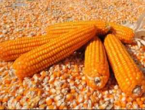 GROSIR MURAH 1KG BENIH JAGUNG SUMO BIJI TEBAL