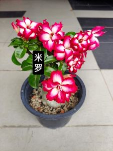 Mini Adenium Obesum Bonsai ID Mi Luo 米罗 迷你富贵花