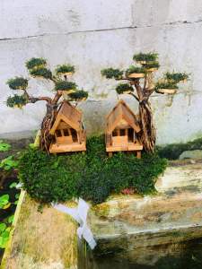 pohon rumah bonsai aquascape