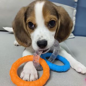 Dog Toy Interactive Teeth Cleaning Chew Proof Pull Ring Training Aid for Small Dogs like Teddy And Golden Retriever