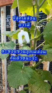 ตะขอแขวนลูกเมล่อน นำเข้าจากญี่ปุ่น จำนวน 100 ตัว