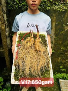 Sâm Trường Bạch 2 Củ 600 Gram