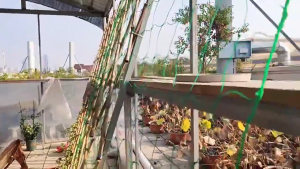 2 เมตร×100 เมตรแตงกวาสุทธิพืชสนับสนุนสุทธิ-เถาสุทธิปีนเขา