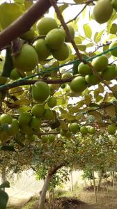 CÂY GIỐNG TÁO THÁI CÂY LỚN (CÂY CAO 60 - 110CM ĐANG CÓ HOA )