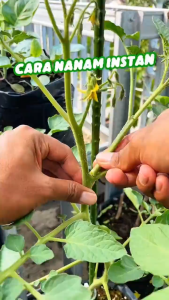 Booster akar stek / nutrisi khusus perakaran FA