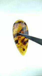 Natural Getah Katilayu Original Size Liontin Kalung & Anting