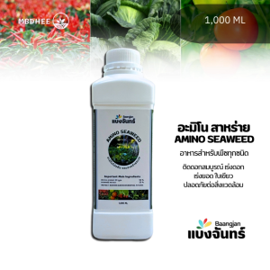 อะมิโนสาหร่ายทะเล ชนิดเข้มข้น 1 ลิตร เพิ่มการสะสมแป้ง ลดการเป็นกระเทย บำรุงดอก บำรุงผล ขยายผล ได้น้ำหนัก ได้ปริมาณเยอะ