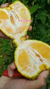 Bibit Jeruk Dekopon Jumbo Cepat Berbuah Super Okulasi