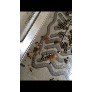 1pcs HOYHOY Cockroach Trap Killer Perangkap Lipas Lizard Insect Cockroach Bait Trap Pest Control