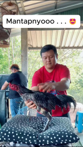 KAMLANG SUPER THAI VVIP RED PLATINUM Extrafooding Sarapan Bernutrisi 3x Lebih Bagus Mendongkrak Tenaga Doping ayam laga
