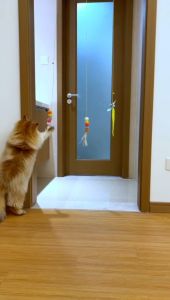 Cat Toy Swing Hanging Door Teasing Funny Cat Toy Elastic Rope 挂
