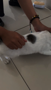 Holycatlabs Serum Bulu Kucing 20ml Lembut Berkilau Makin Wow