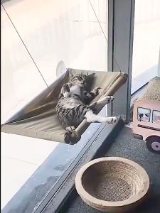 เปลแมวติดกระจก เปลแมวติดผนัง เปลญวนแมว รับน้ำหนักได้ถึง 20kg เปลแมวติดหน้าต่าง ติดกระจก แน่นหนา สลิงแทะไม่ขาด ที่นอนแมว - Lazada