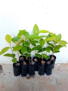 ต้นยางนา ขนาด 20-30 เซนติเมตร ชุดละ 10 ถุง