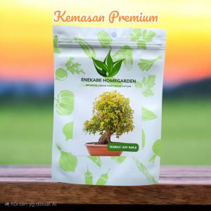 (KEMASAN PREMIUM) BIJI | BENIH POHON TRIANGLE LEAF MAPLE
