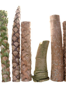 Wild Natural Pawpaw Tree Stump Rabbit Cat Chew Toy Dental Health Natural Treats for Guinea Pig Chinchilla Pet Supplies