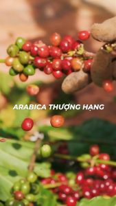 [TẶNG BÌNH] Hộp Quà Cà Phê Hương Chồn (LIGHT) - 250gr - Cà Phê Chồn Nguyên Chất Chính Hãng Ban Me Gold - Honee Coffee
