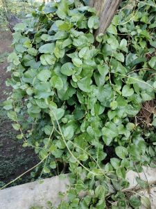 Herbal Diabetes Daun Binahong