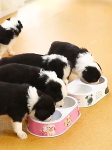 Goat Milk Powder 280g Pet Milk for all stages Dog and Cat