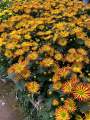 Chậu cây hoa Cúc Pico cho hoa màu vàng đóm đỏ - Chrysanthemum - Chậu hoa lớn 15-18cm - Cây đang hoa nụ - dễ chăm sóc. 