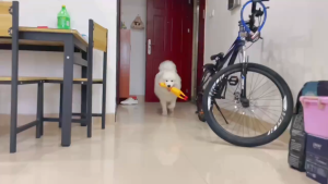 Feature:  Material: Rubber  Color: Yellow  Screaming yellow rubber chicken pet gog toy squeaker chew toy gift 3 size.  This toy give out a sound when you press or squeeze it  which can increase your pets interaction and happiness.  The little raised goo