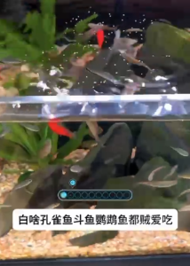 EEPAI Suitable All Small Fish 0.2mm Slow Sinking Suitable Small fish Guppy  MollyZebraSwordtailsBettaAngel fish and etc