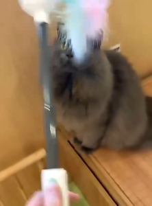 Cat Toy Retractable Wand With Laser
