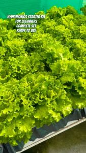 HYDROPONICS STARTER KIT 5 - TUNABOX 15HOLES/1PACK OF ORIGINAL LETTUCE SEEDS/GRANULAR NUTRIENTS FOR PROPER GROWTH OF PLANTS